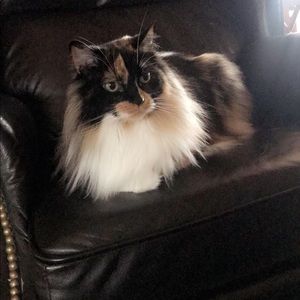 Meet your Posher, Brittany